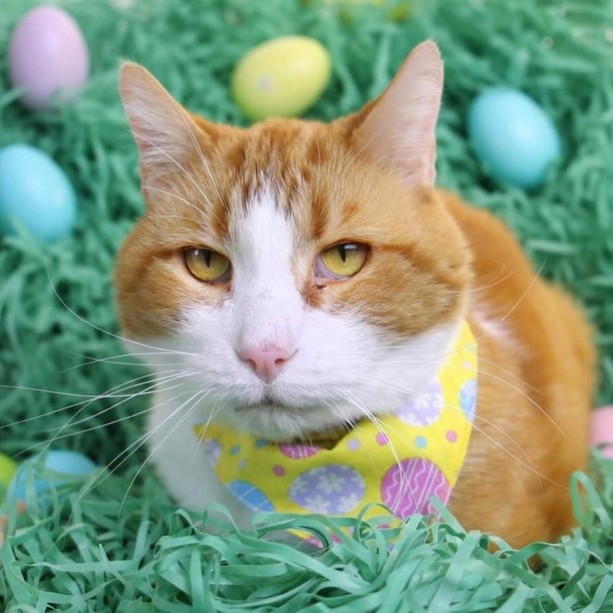 Rizzo, a Adoptable Domestic Short Hair in Menasha, WI image 5/6