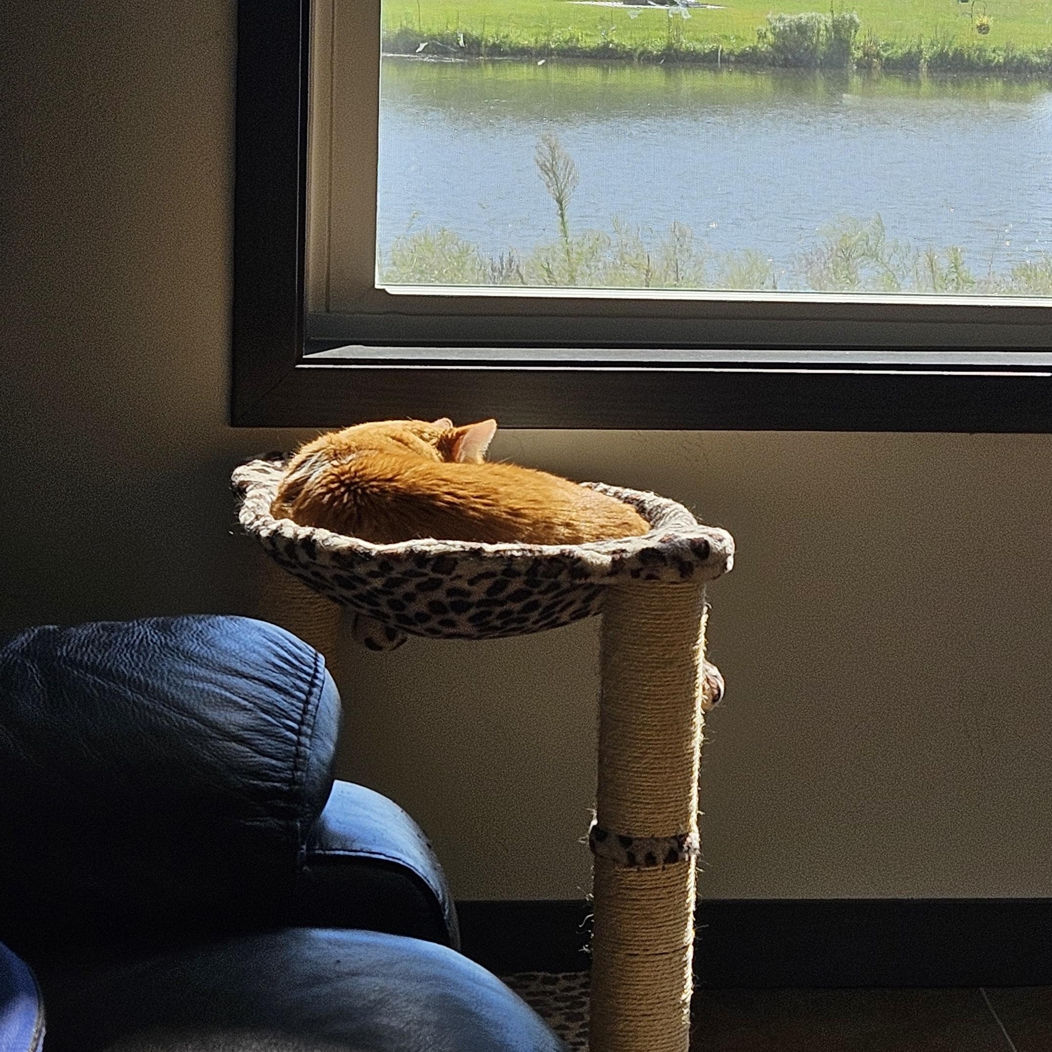 Enlarge Rizzo - FIV, a Adoptable Domestic Short Hair in Menasha, WI image 2/6