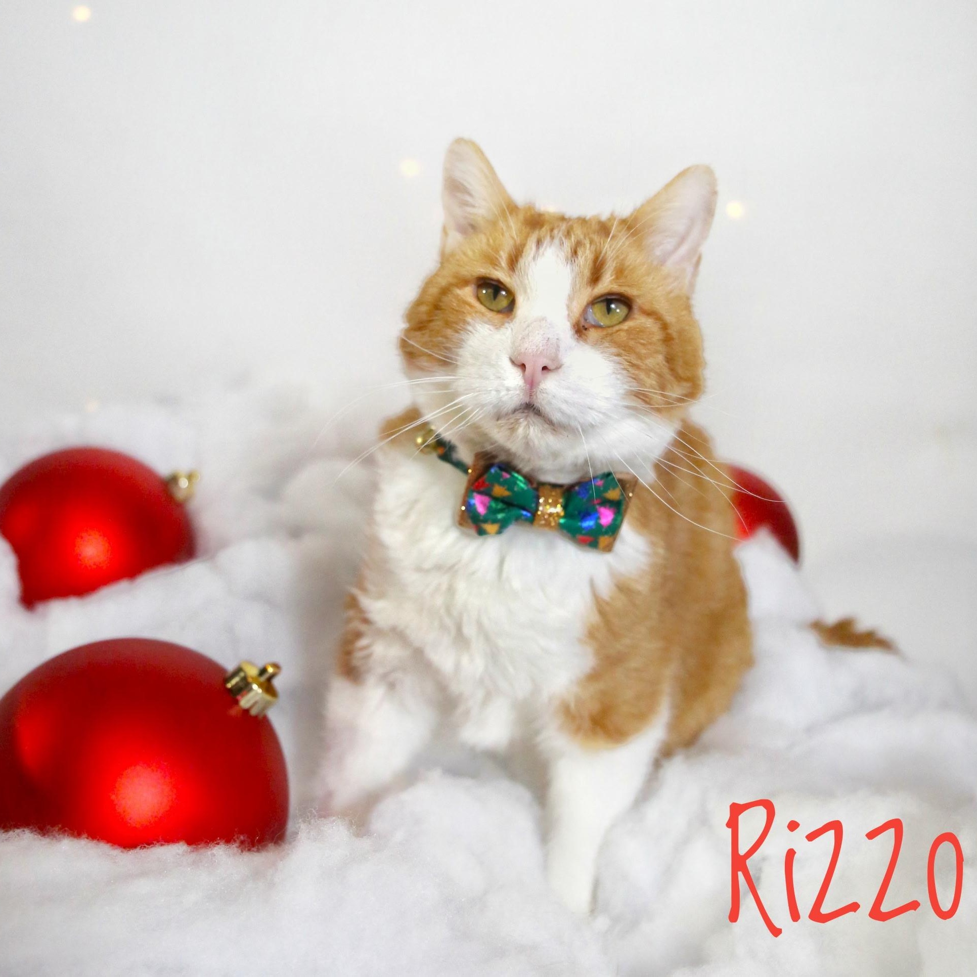 Rizzo, a Adoptable Domestic Short Hair in Menasha, WI image 6/6