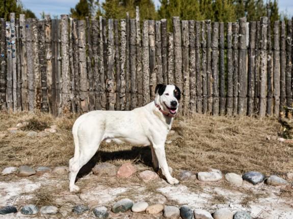 COSMO, Adoptable, Adult Male Mixed Breed.