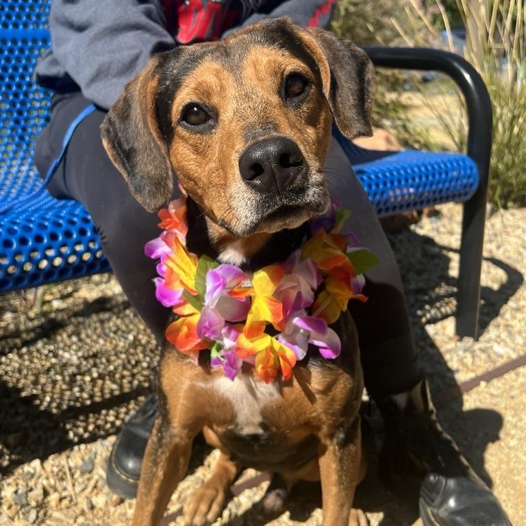 Lowell, Adoptable, Adult Male Hound & Mixed Breed.