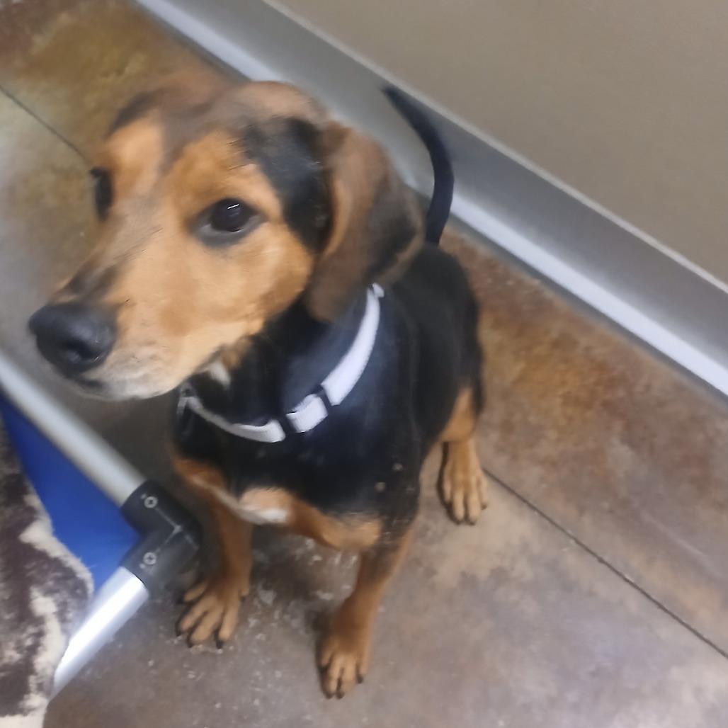 Enlarge Lowell, a Adoptable mixed breed in Albuquerque, NM image 2/5