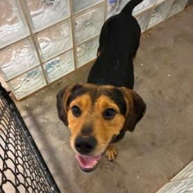 Enlarge Lowell, a Adoptable mixed breed in Albuquerque, NM image 3/5