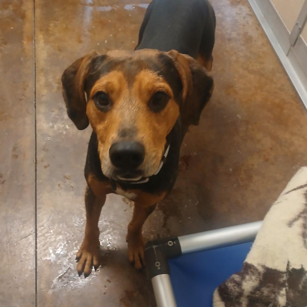 Enlarge Lowell, a Adoptable mixed breed in Albuquerque, NM image 4/5