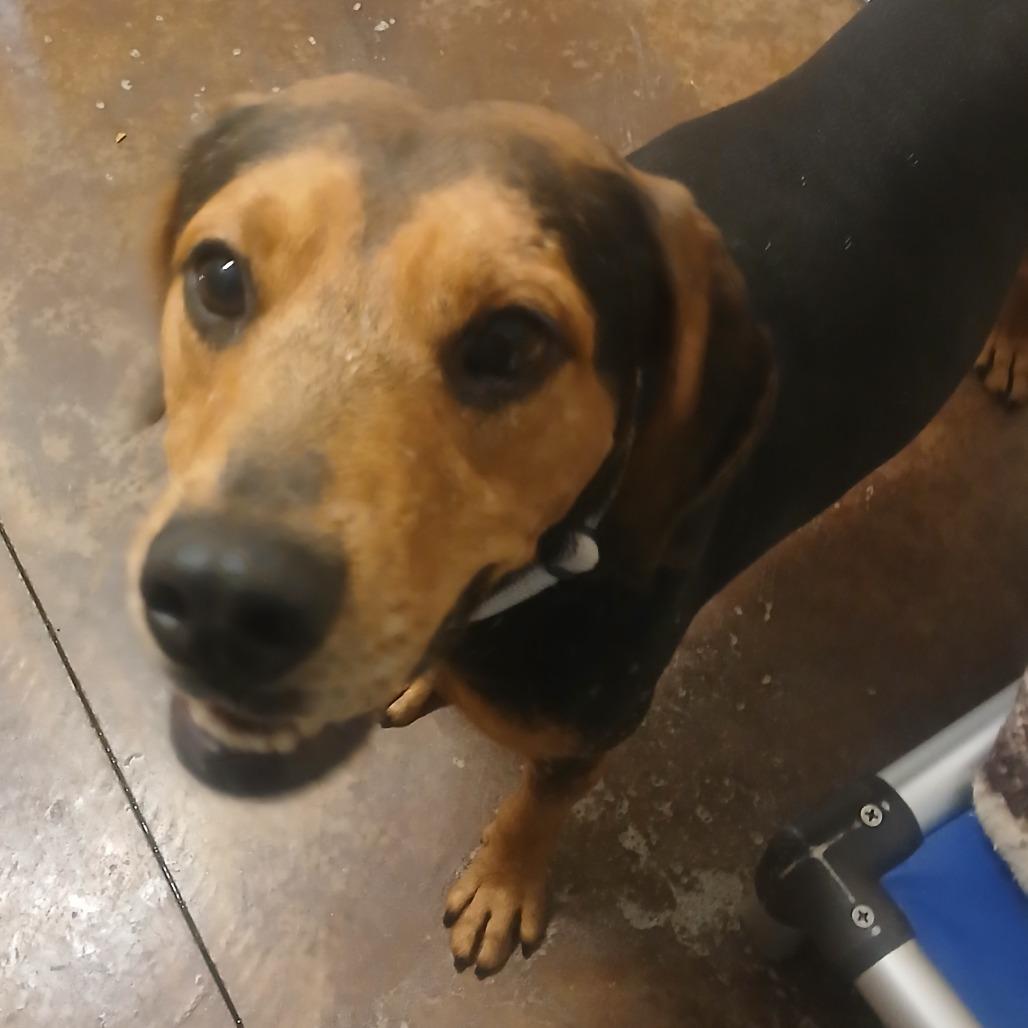 Enlarge Lowell, a Adoptable mixed breed in Albuquerque, NM image 5/5