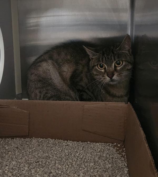 Enlarge Uggs, a Adoptable mixed breed in Santa Rosa, CA image 2/2