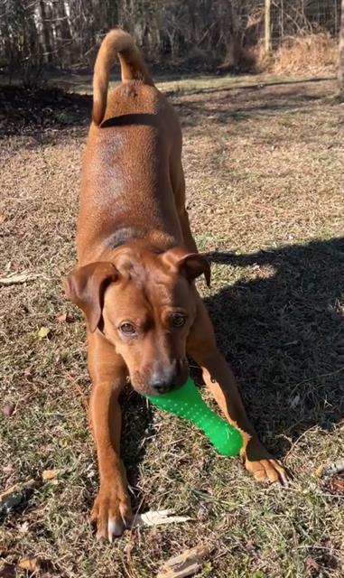 HOP, Adoptable, Young Male Boxer & Mixed Breed.