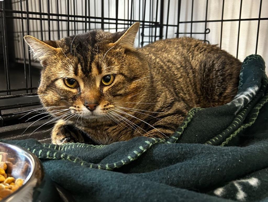 Rahjie, ADOPTABLE, Adult Male Domestic Short Hair.