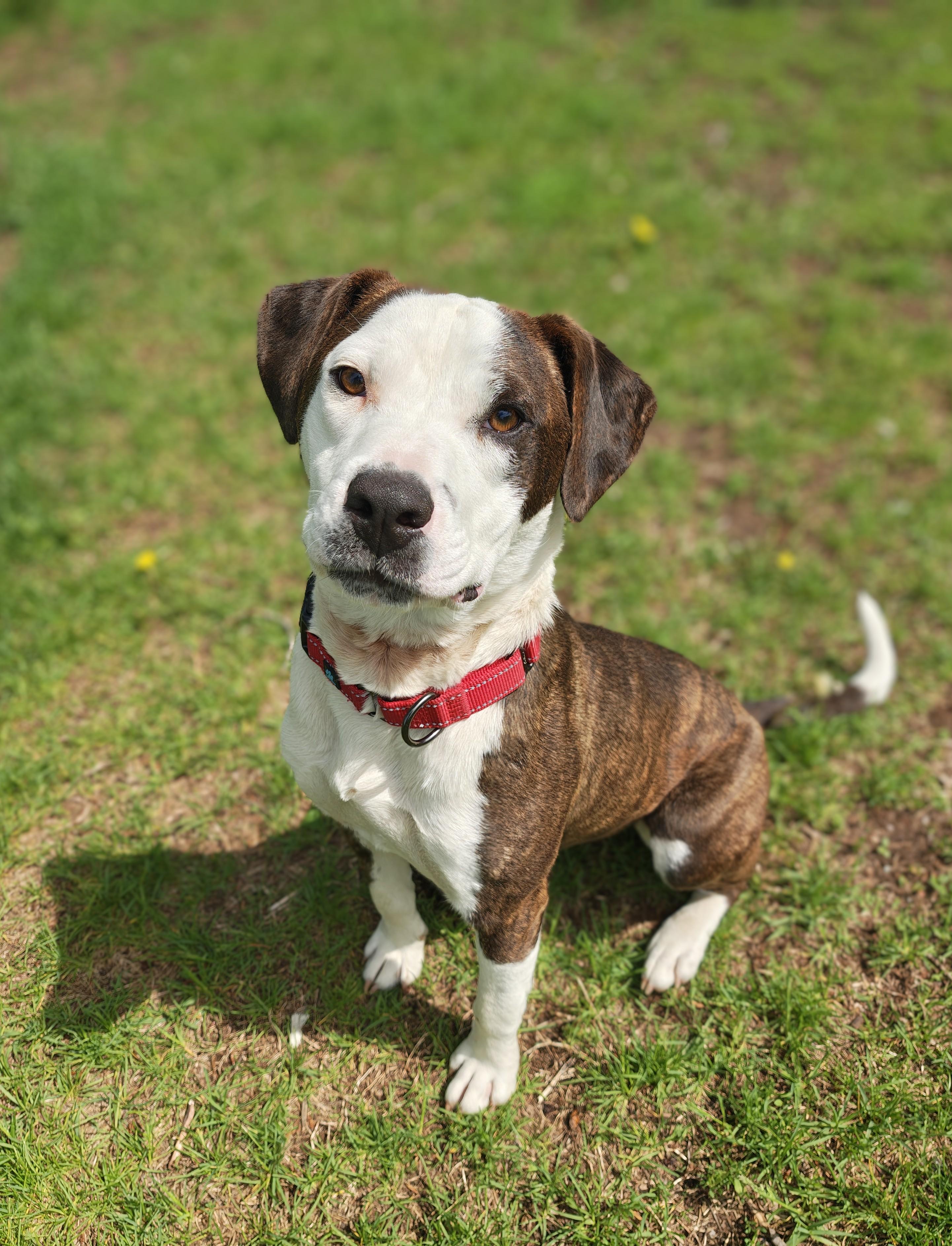 Vivianne, an adopted Pit Bull Terrier in Oconto, WI image 1/3