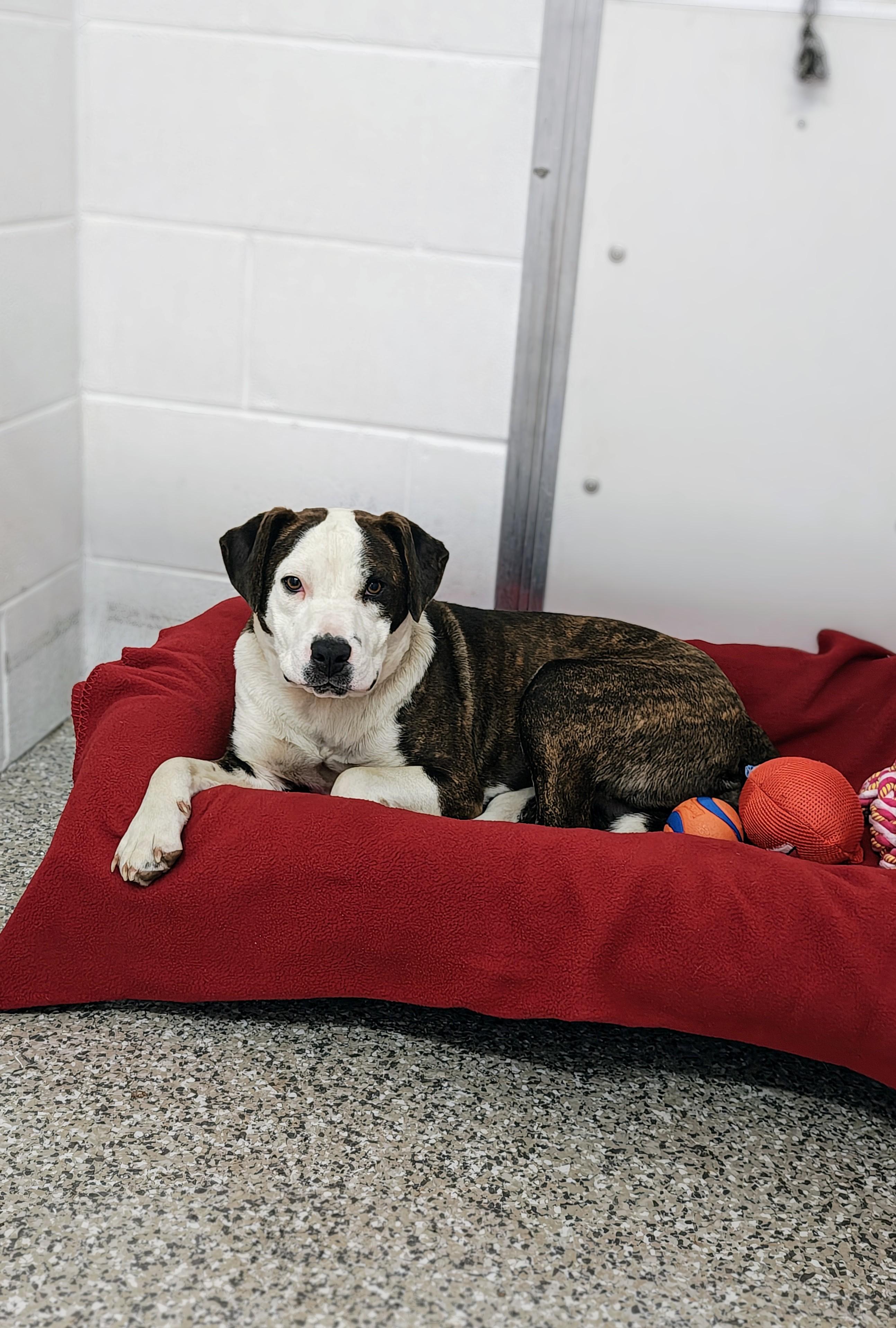 Vivianne, an adopted Pit Bull Terrier in Oconto, WI image 2/3