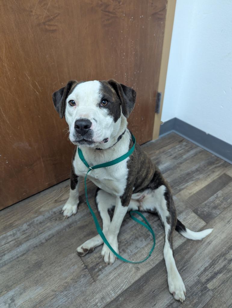 Vivianne, an adopted Pit Bull Terrier in Oconto, WI image 3/3