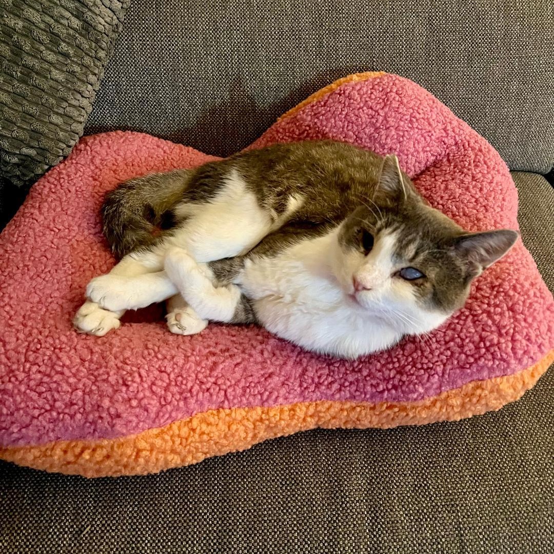 Enlarge Bandit, a Adoptable Domestic Short Hair in Wilmington, CA image 4/6