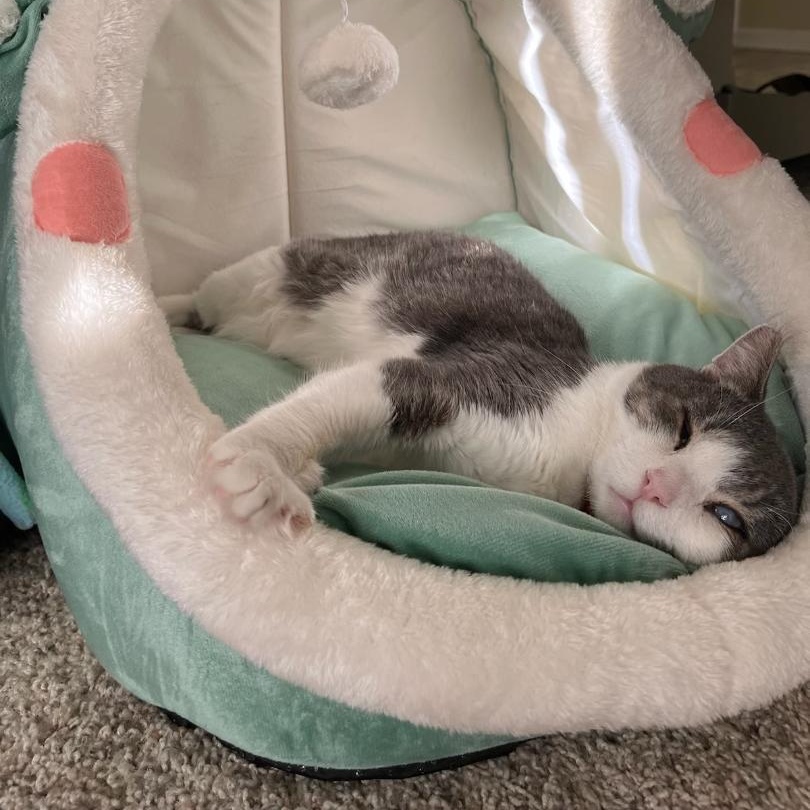 Enlarge Bandit, a Adoptable Domestic Short Hair in Wilmington, CA image 3/6