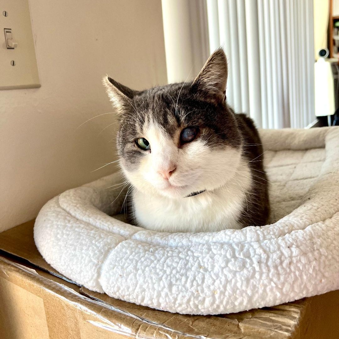 Enlarge Bandit, a Adoptable Domestic Short Hair in Wilmington, CA image 5/6