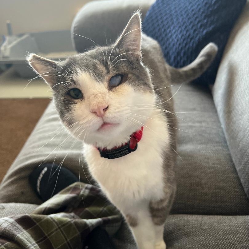 Bandit, Adoptable, Adult Male Domestic Short Hair.