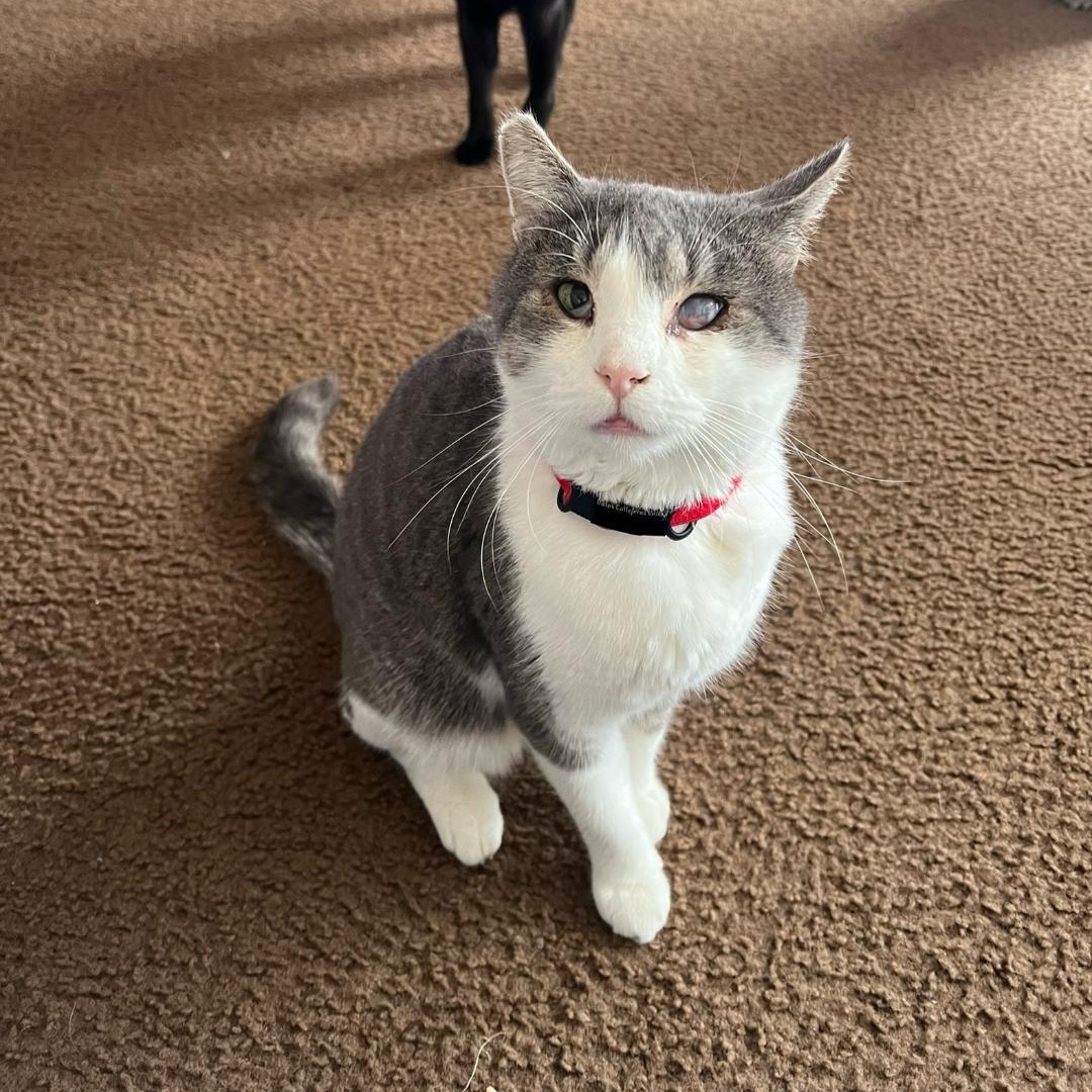 Enlarge Bandit, a Adoptable Domestic Short Hair in Wilmington, CA image 6/6