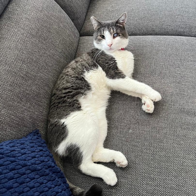 Enlarge Bandit, a Adoptable Domestic Short Hair in Wilmington, CA image 2/6