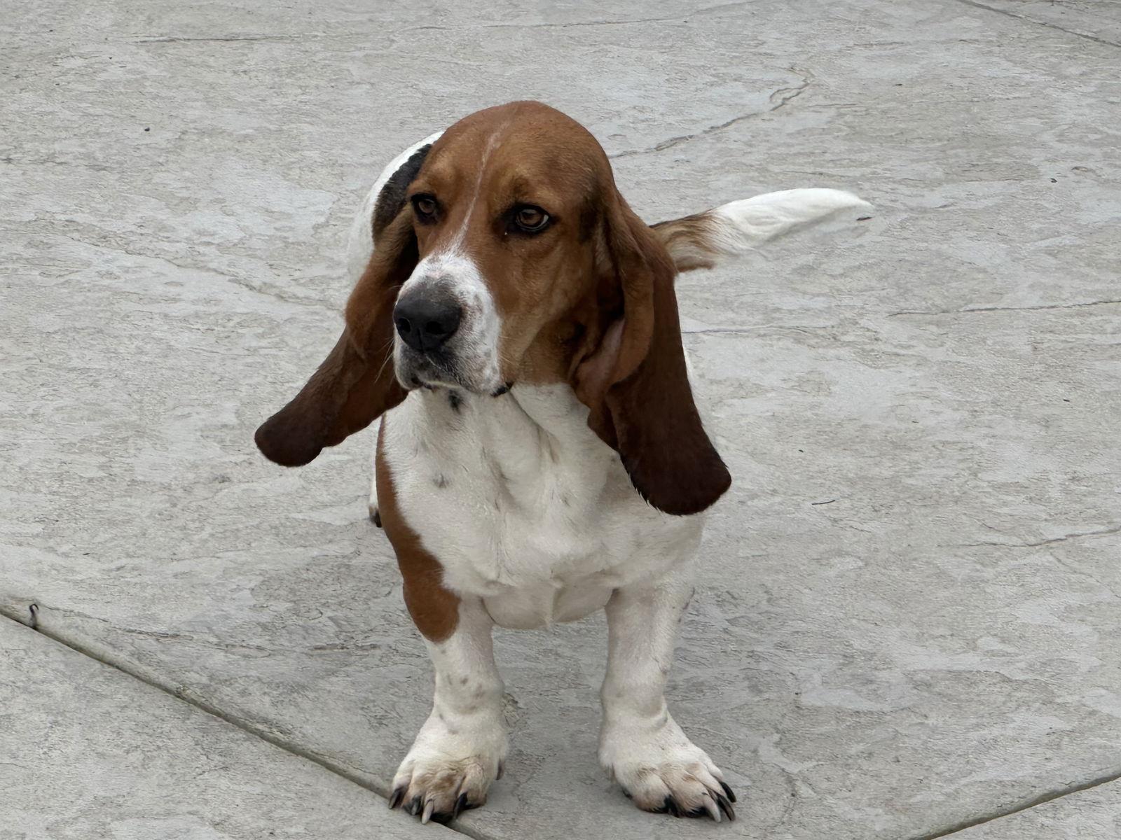 Princess, a Adoptable Basset Hound in Petaluma, CA image 1/3