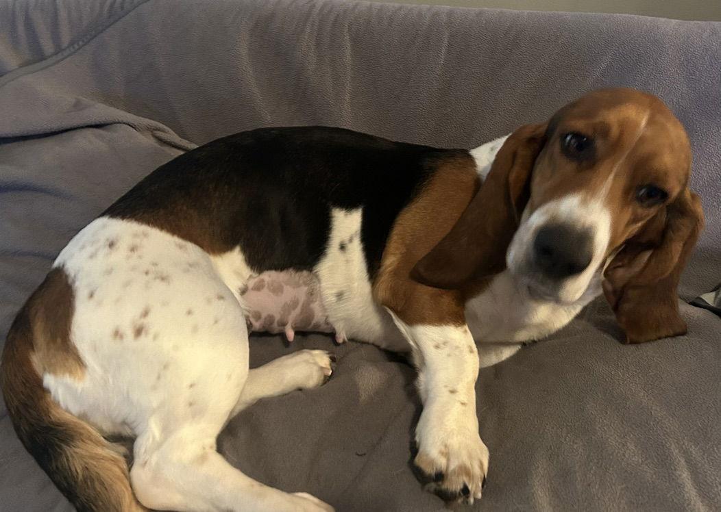 Princess, a Adoptable Basset Hound in Petaluma, CA image 2/3