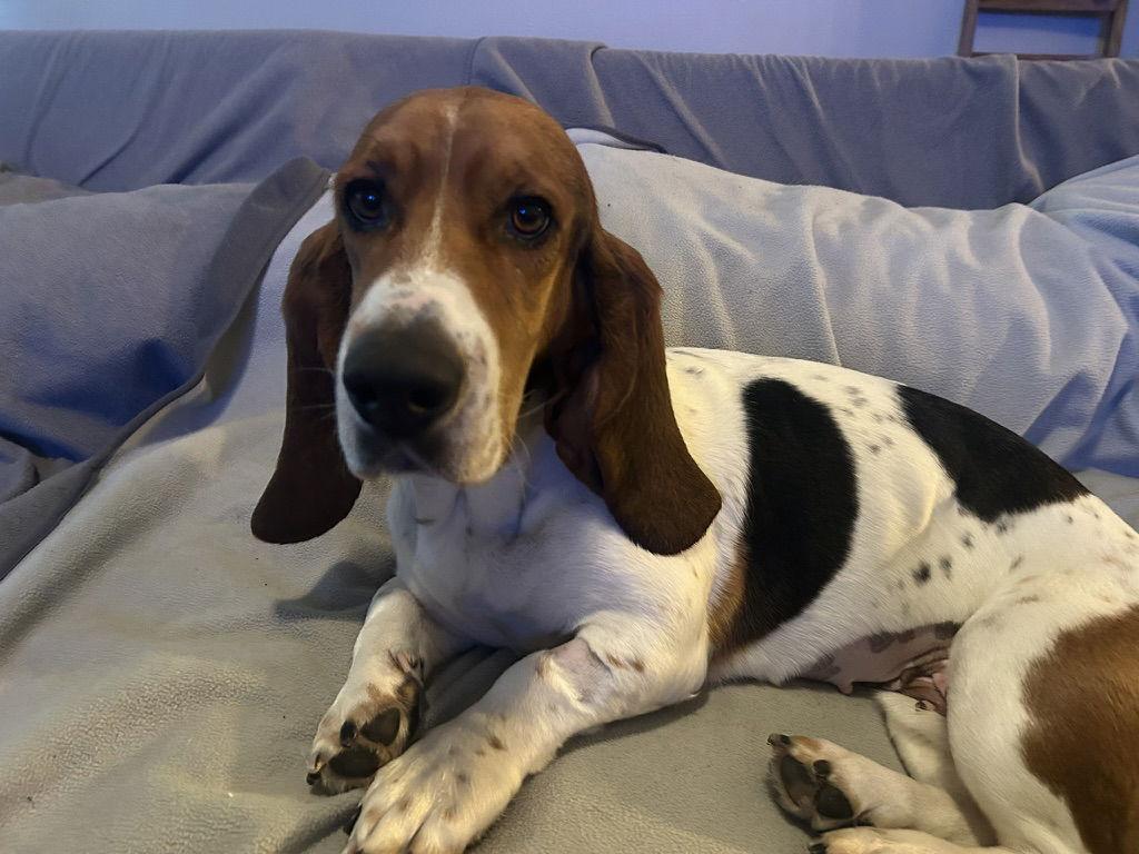 Princess, a Adoptable Basset Hound in Petaluma, CA image 3/3