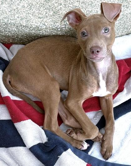 Charming, a Adoptable mixed breed in Washington, DC image 1/3