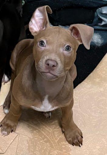 Charming, Adoptable, Puppy Male Terrier & Mixed Breed.
