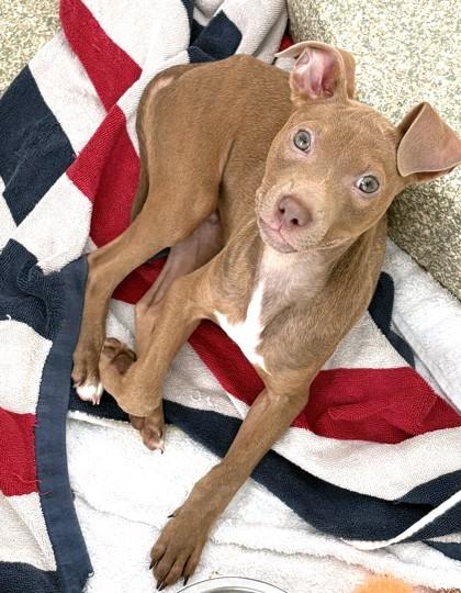 Charming, a Adoptable mixed breed in Washington, DC image 3/3