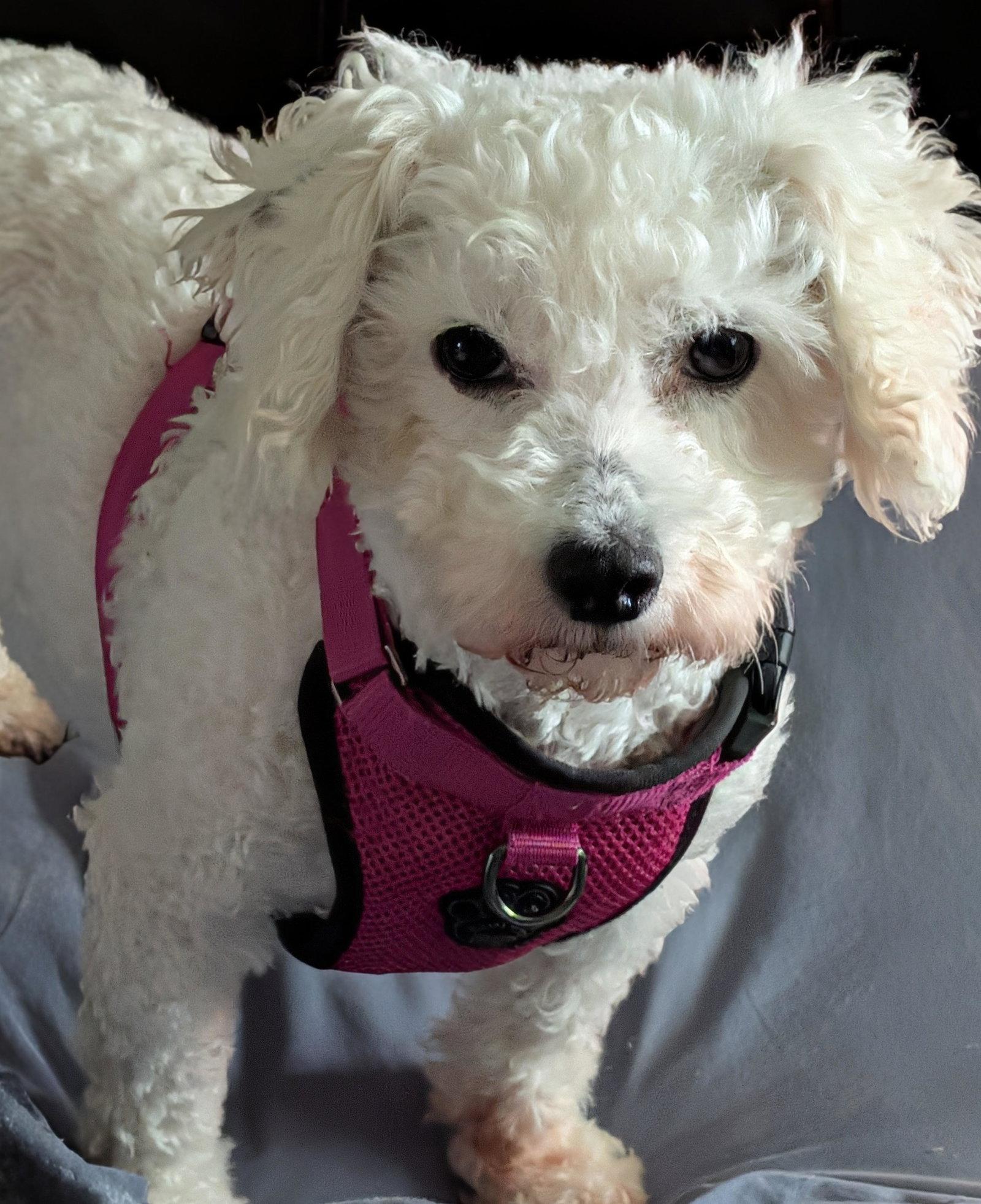 Maggie, a Adoptable Bichon Frise in Etobicoke, ON image 1/3