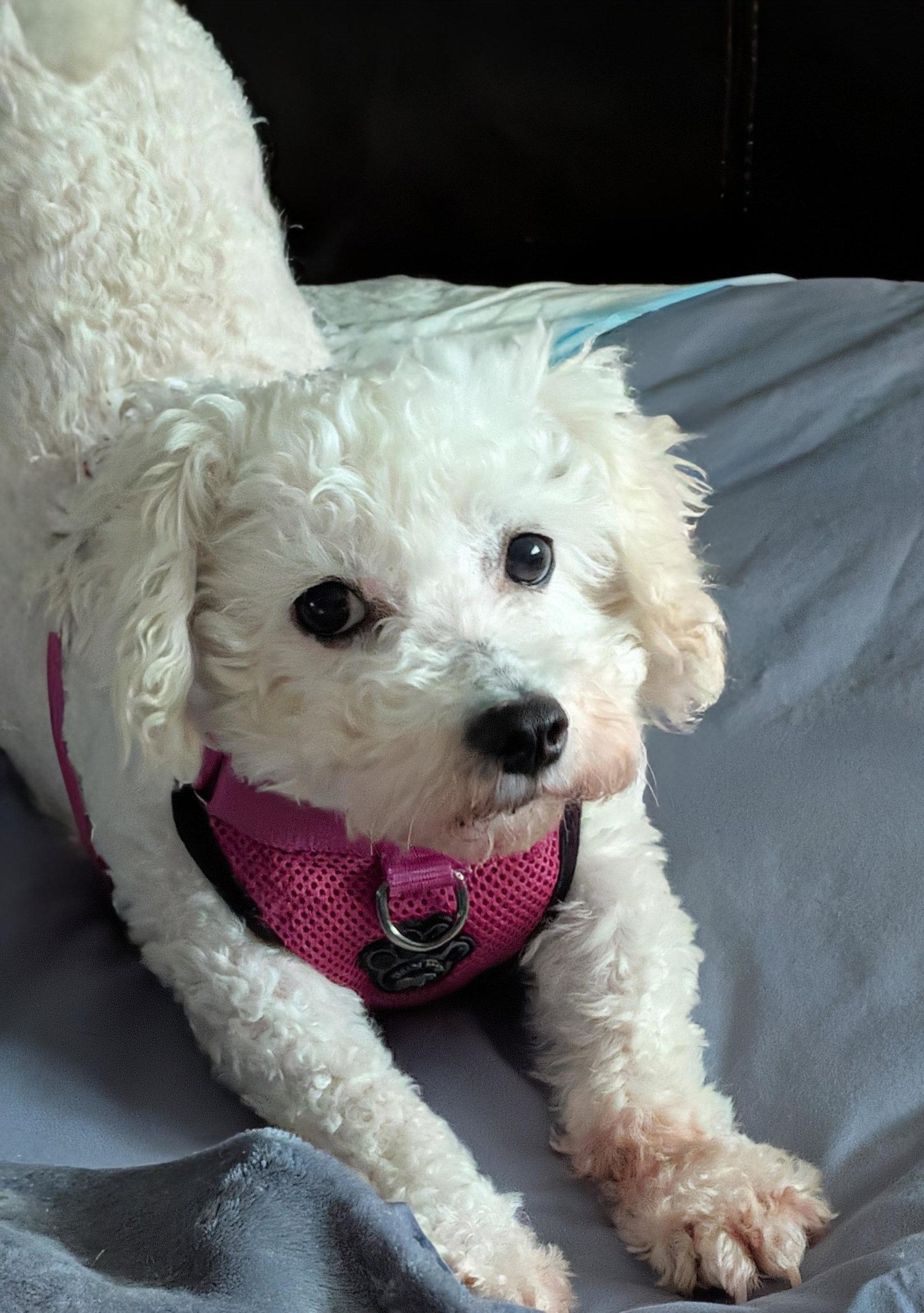 Maggie, a Adoptable Bichon Frise in Etobicoke, ON image 2/3