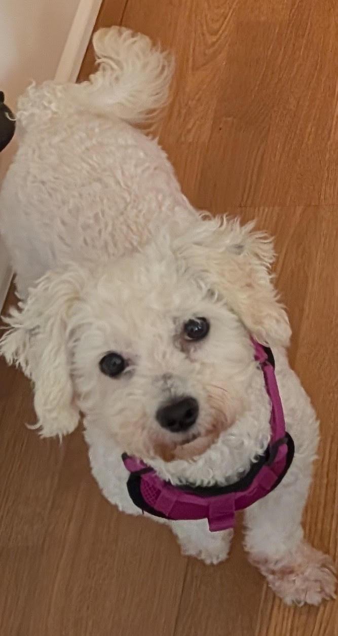 Maggie, a Adoptable Bichon Frise in Etobicoke, ON image 3/3
