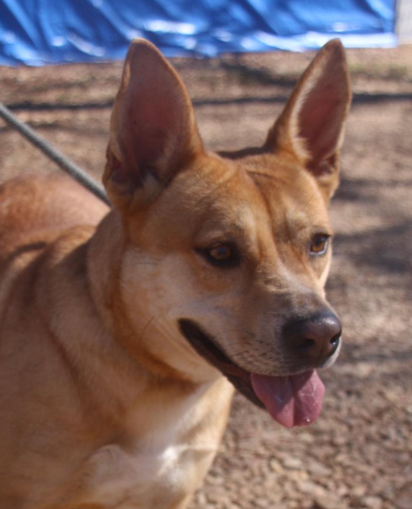 Happie 25, Adoptable, Adult Female Australian Cattle Dog / Blue Heeler.
