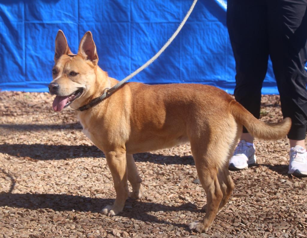 Enlarge Happie 25, a Adoptable mixed breed in Brookhaven, MS image 2/3