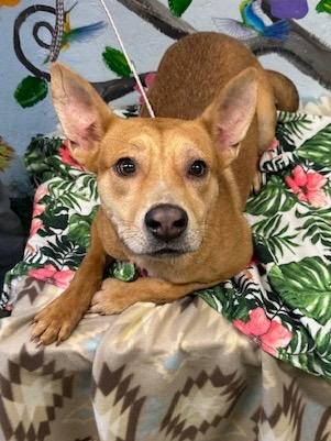 Enlarge Happie 25, a Adoptable mixed breed in Brookhaven, MS image 1/4