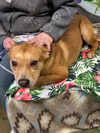 Enlarge Happie 25, a Adoptable mixed breed in Brookhaven, MS image 2/4