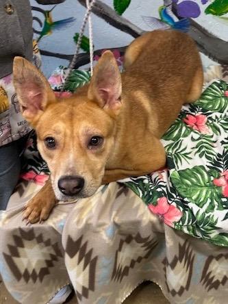 Enlarge Happie 25, a Adoptable mixed breed in Brookhaven, MS image 3/4