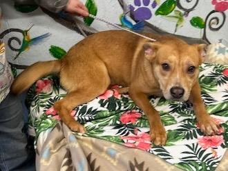 Enlarge Happie 25, a Adoptable mixed breed in Brookhaven, MS image 4/4