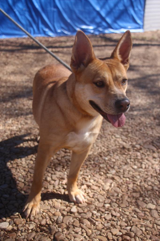 Enlarge Happie 25, a Adoptable mixed breed in Brookhaven, MS image 3/3