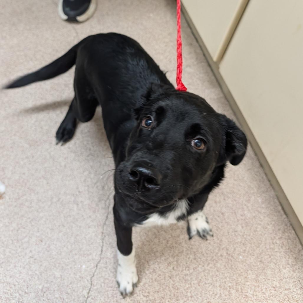 Zoe, Adoptable, Puppy Female Mixed Breed & Mixed Breed.
