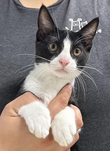Oreo, Adoptable, Kitten Male Domestic Short Hair & Domestic Short Hair.