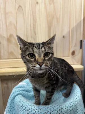 Butterscotch, Adoptable, Adult Male Domestic Short Hair.