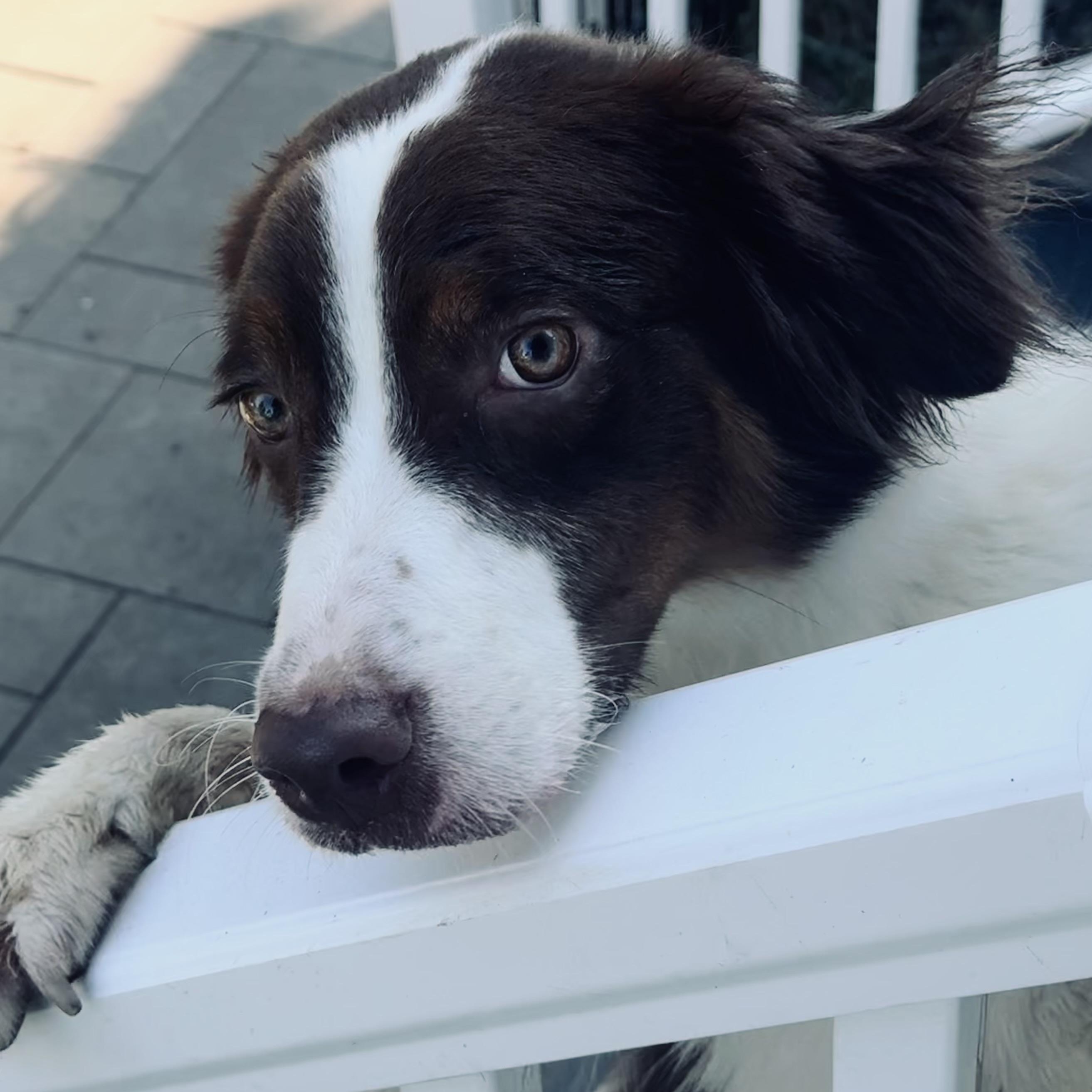Enlarge Draco, a Adoptable Australian Shepherd in Louisburg, KS image 2/5