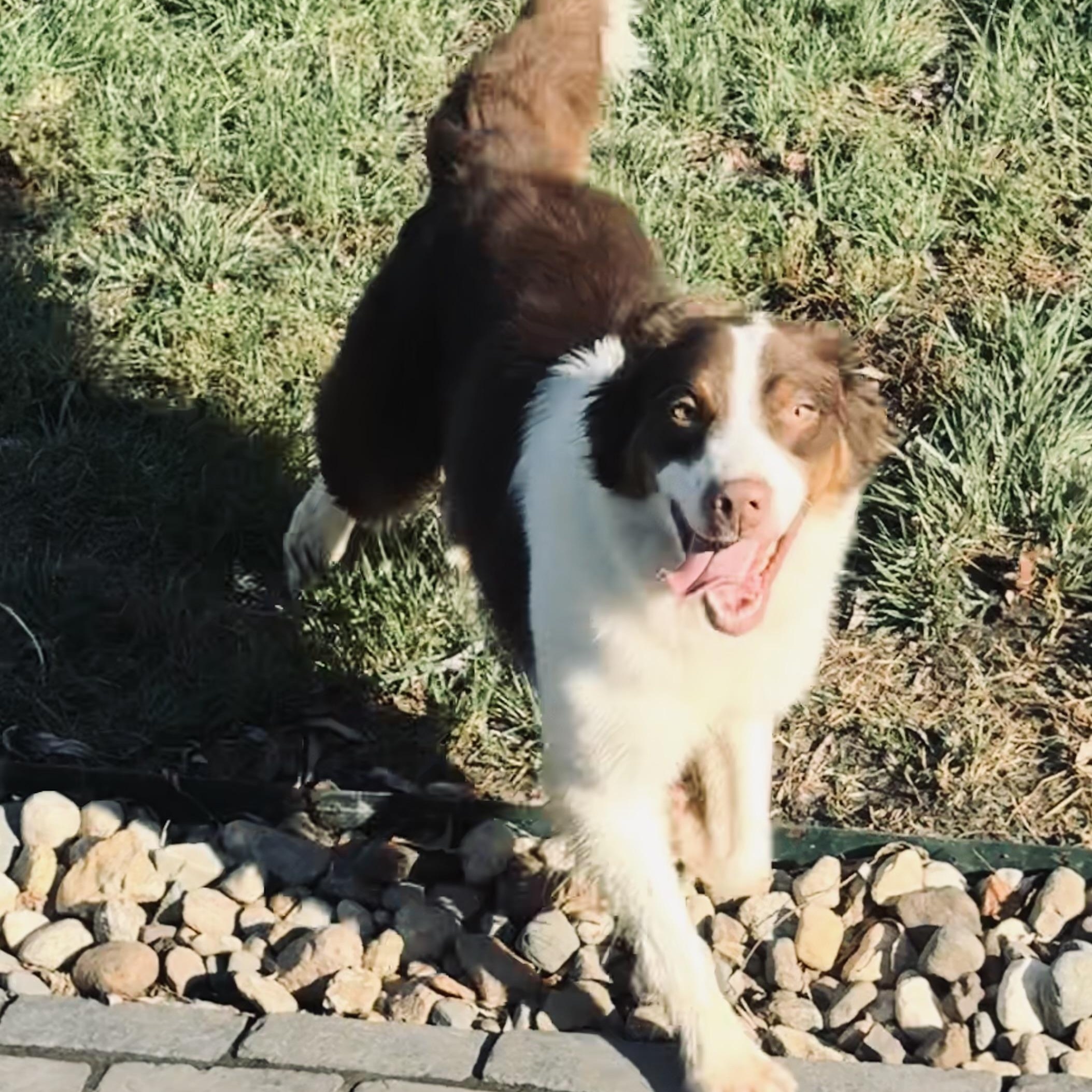 Enlarge Draco, a Adoptable Australian Shepherd in Louisburg, KS image 3/5