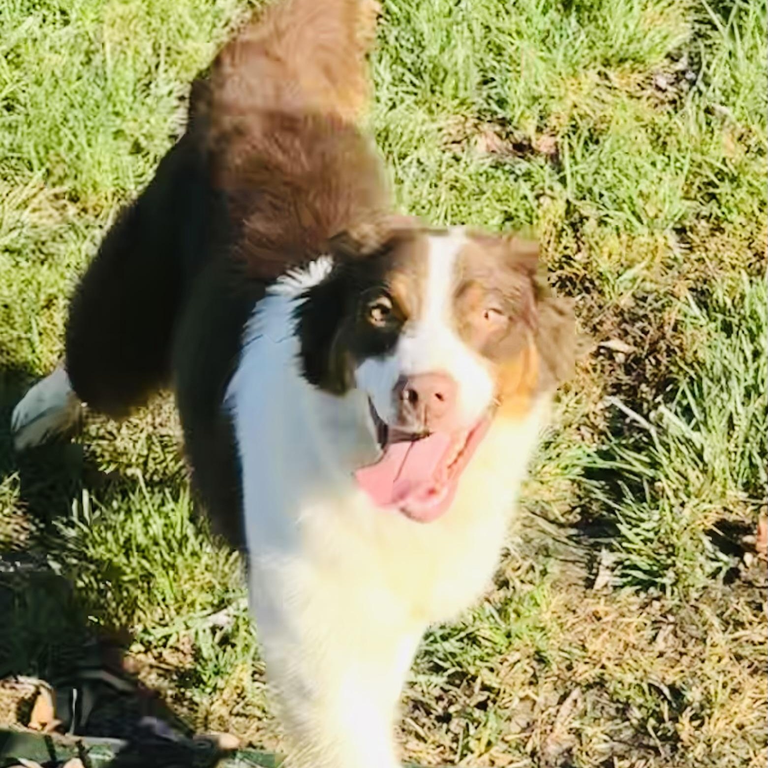 Draco, Adoptable, Young Male Australian Shepherd.