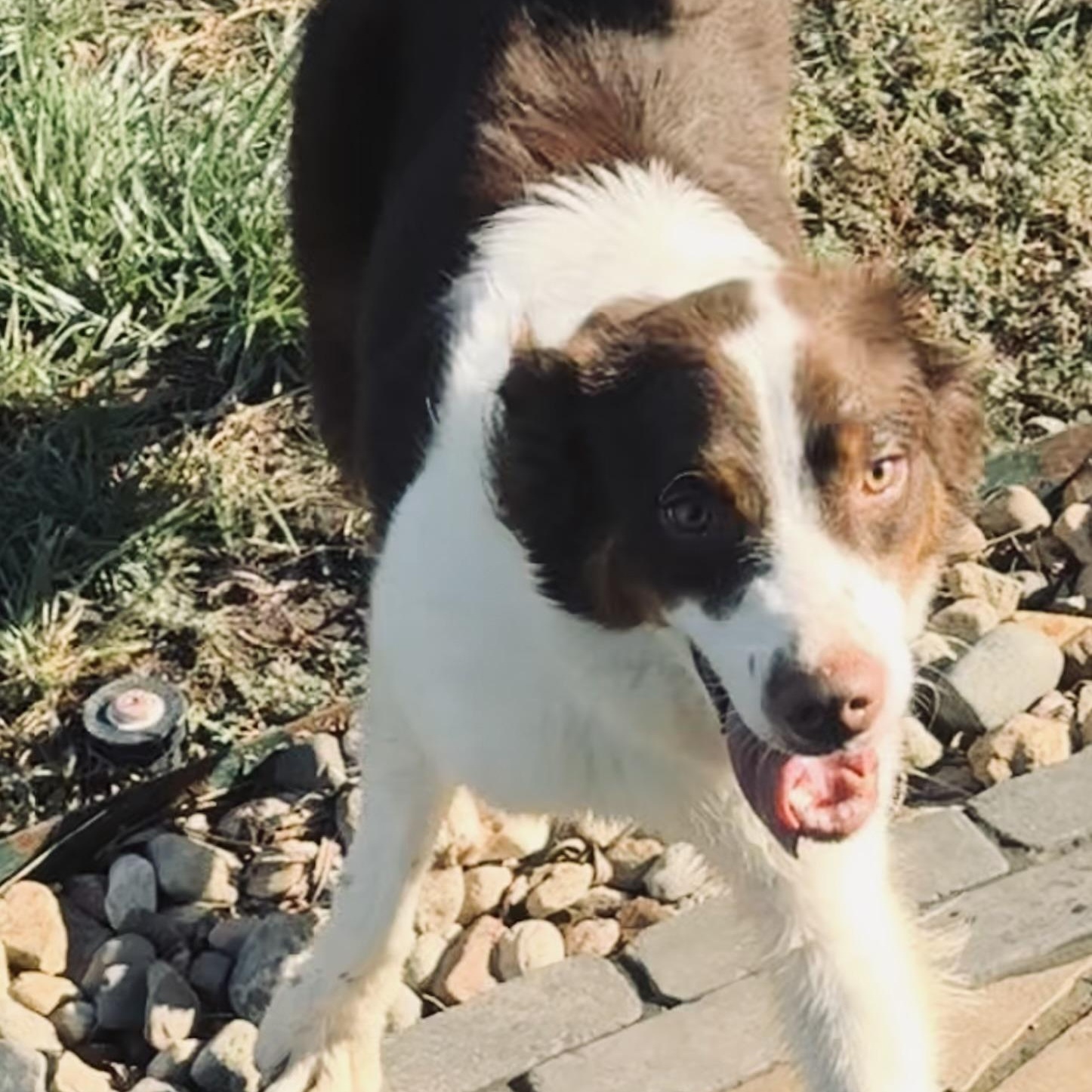 Enlarge Draco, a Adoptable Australian Shepherd in Louisburg, KS image 4/5