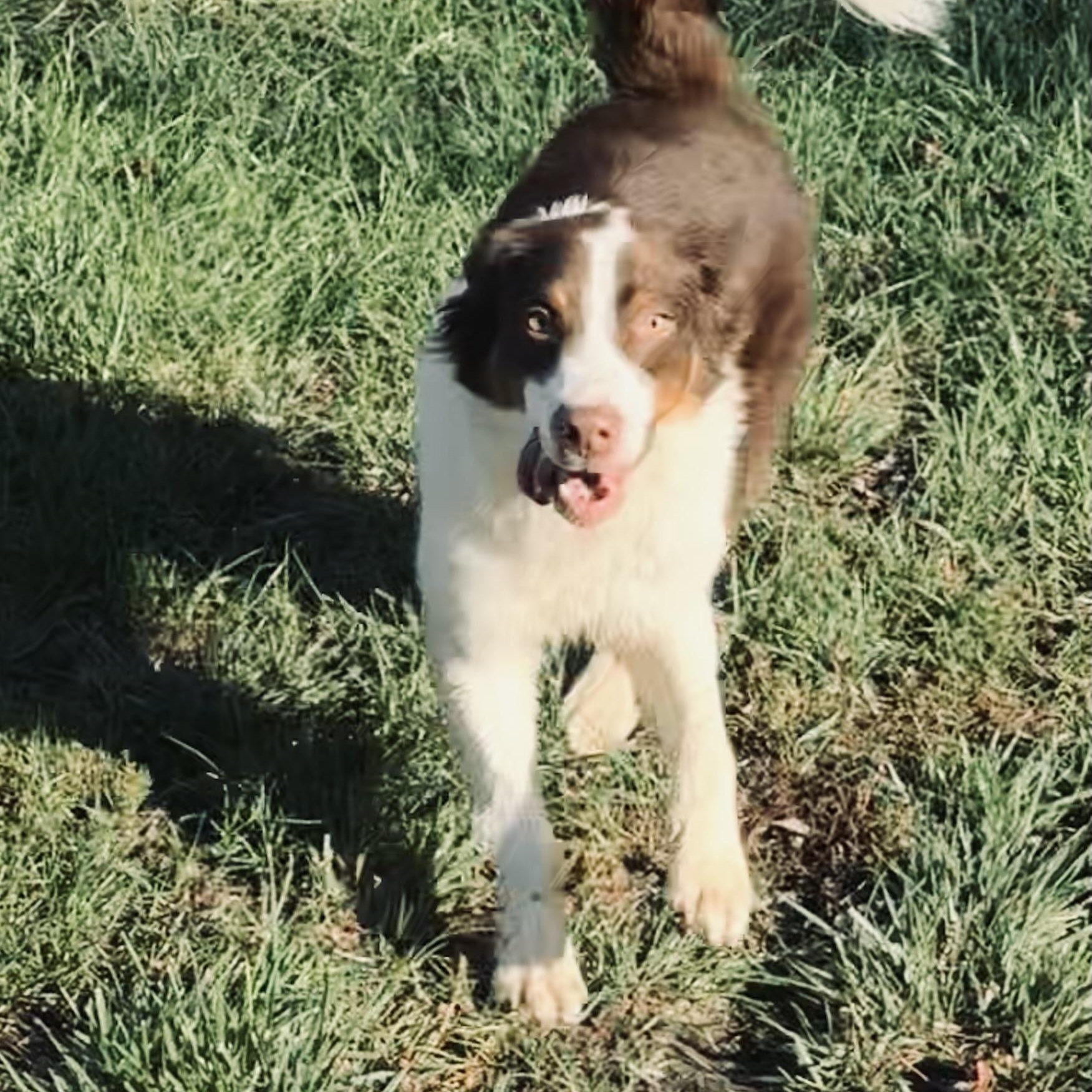 Enlarge Draco, a Adoptable Australian Shepherd in Louisburg, KS image 5/5