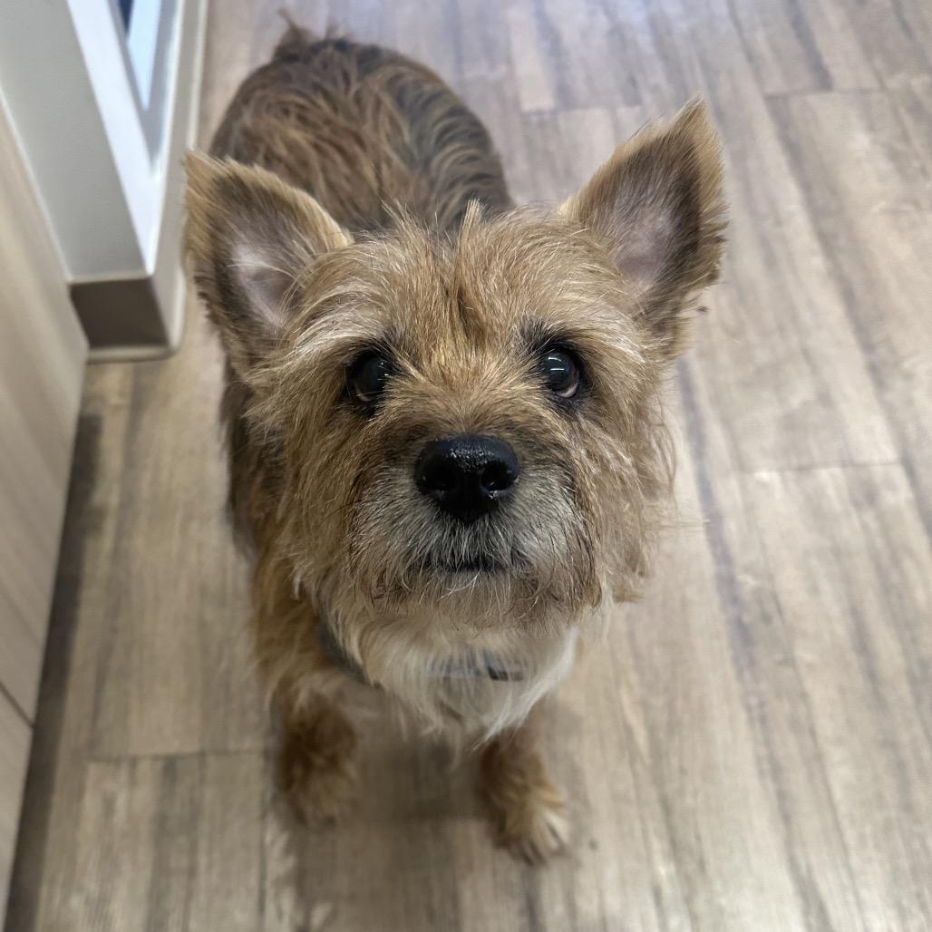 Kody, a Adoptable Mixed Breed in New York, NY image 1/3