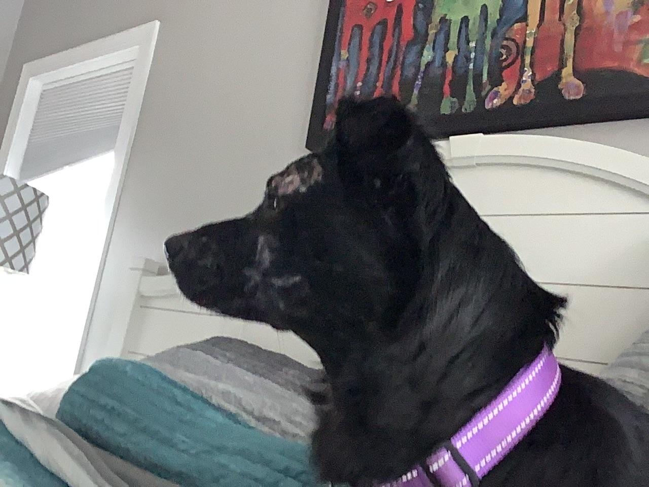 Enlarge Sammy, an adoptable mixed breed in Loudon, TN image 3/4