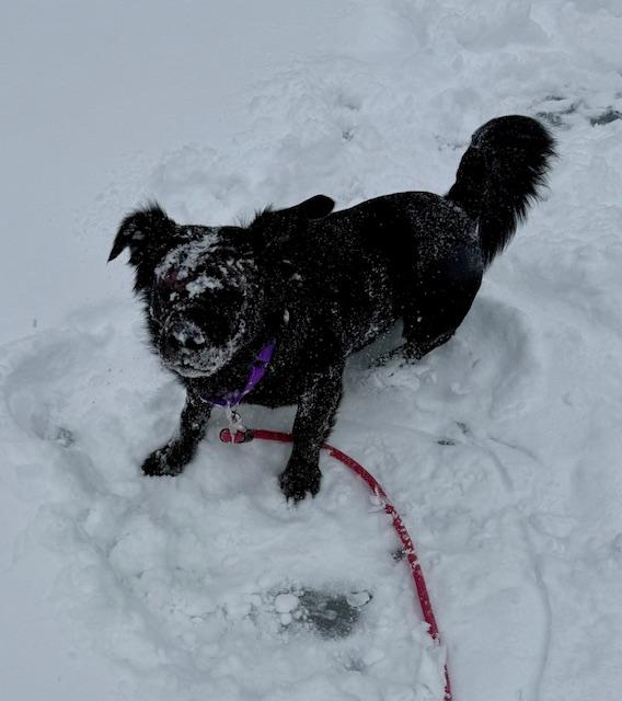 Enlarge Sammy, an adoptable mixed breed in Loudon, TN image 2/4