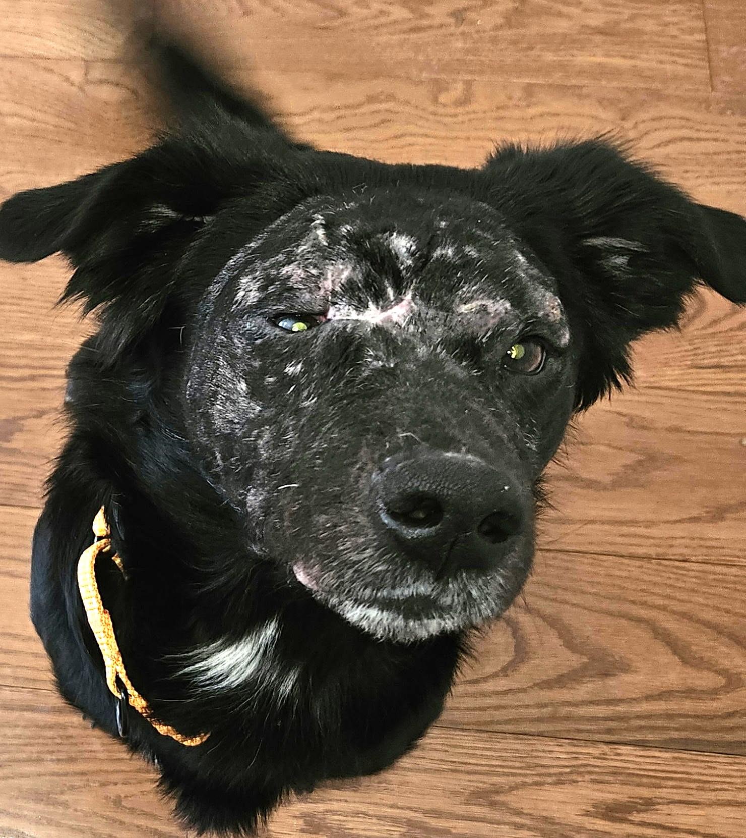 Enlarge Sammy, an adoptable mixed breed in Loudon, TN image 1/4