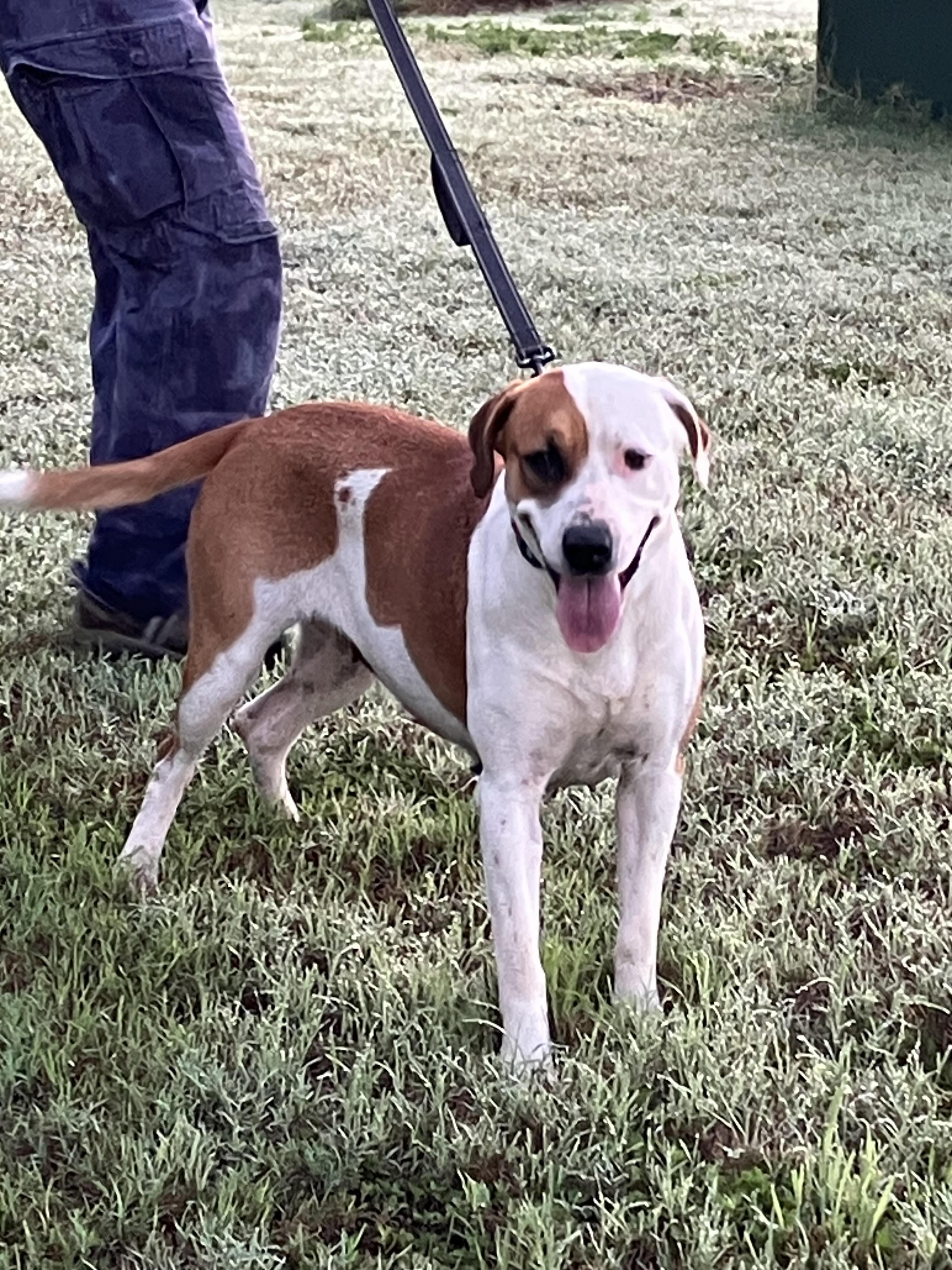 FLO-Full of Love, a Adoptable mixed breed in Albany, NY image 1/5